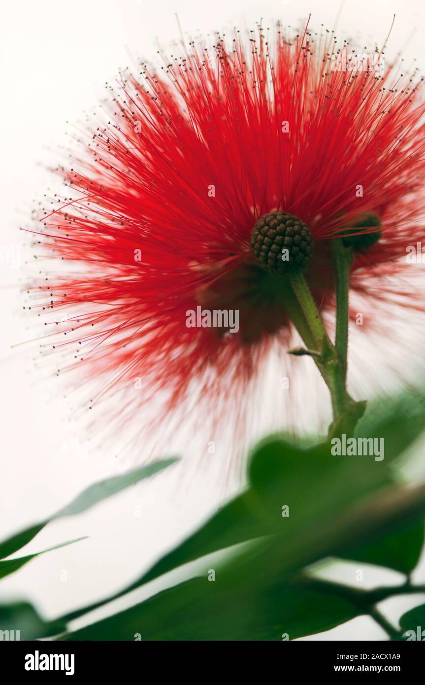 Red powder puff (Calliandra haematocephala Stock Photo Alamy