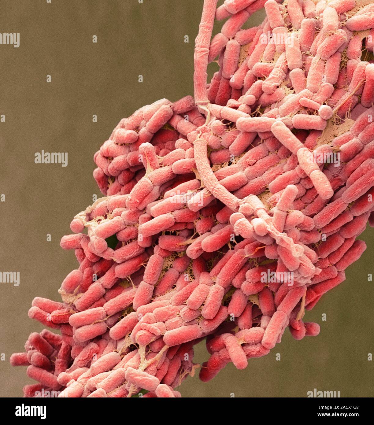 E. coli bacteria. Coloured scanning electron micrograph (SEM) of