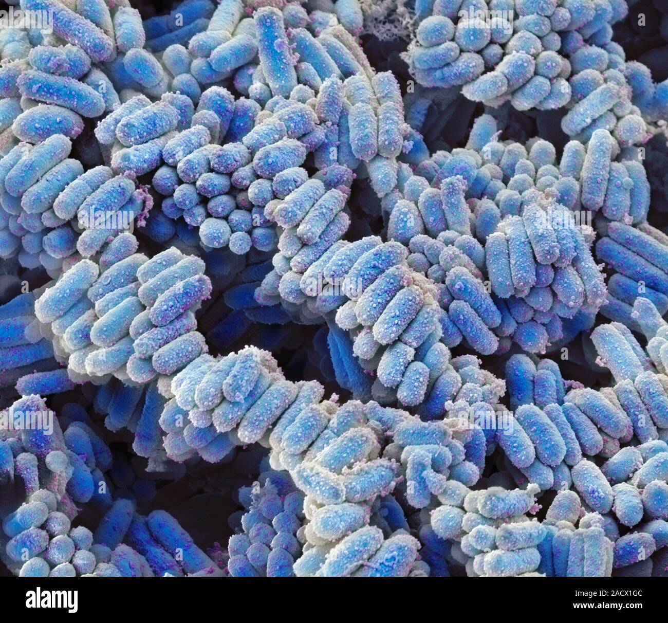 E. coli bacteria. Coloured scanning electron micrograph (SEM) of ...