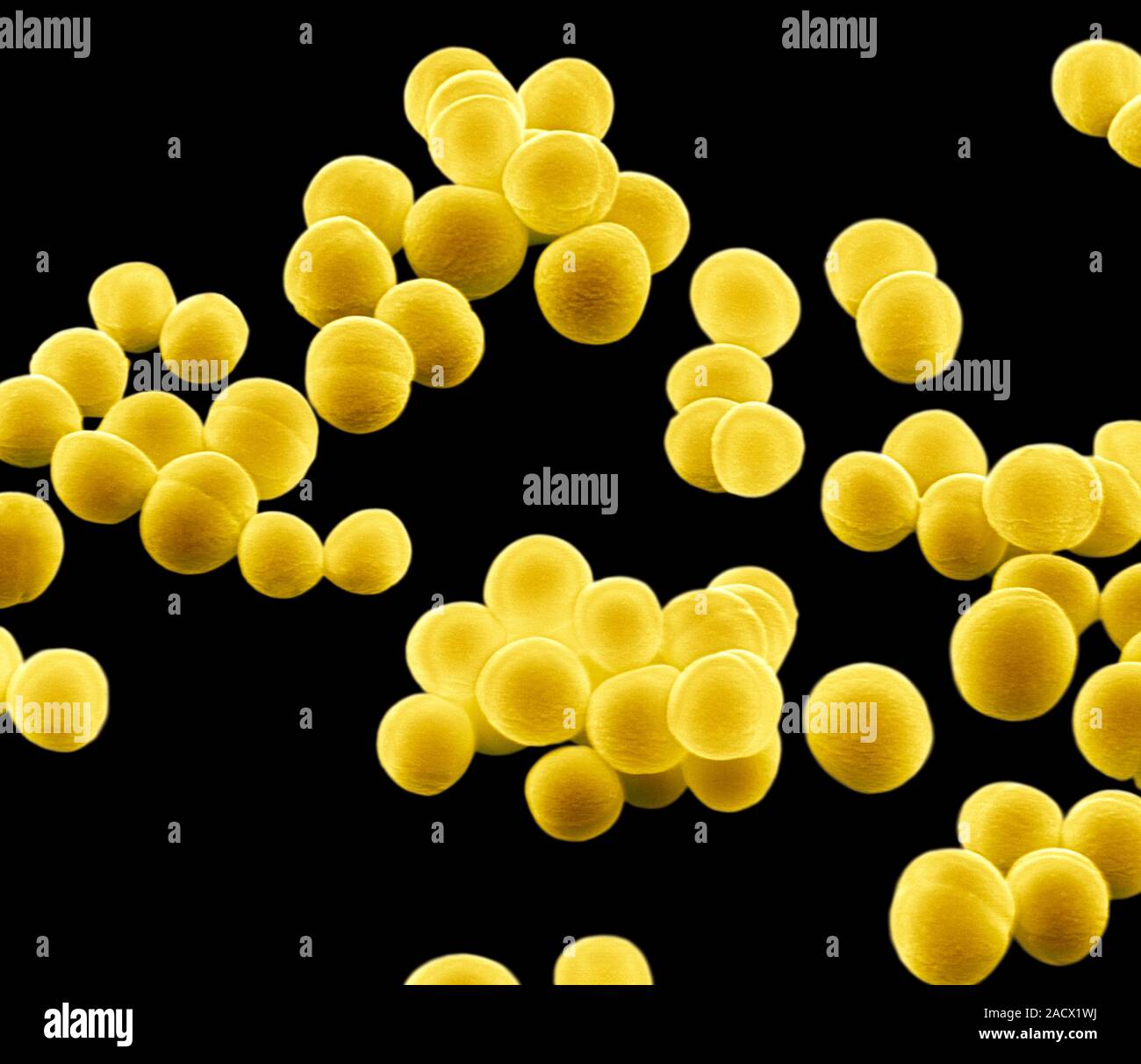 Желтые бактерии