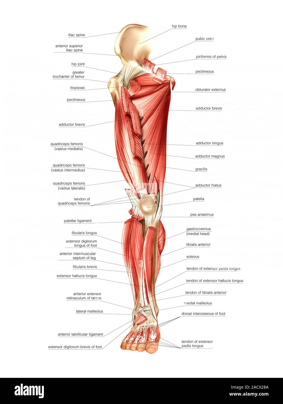 Map Of Leg Illustration of the muscles of the leg. This is an anterior deep view ...