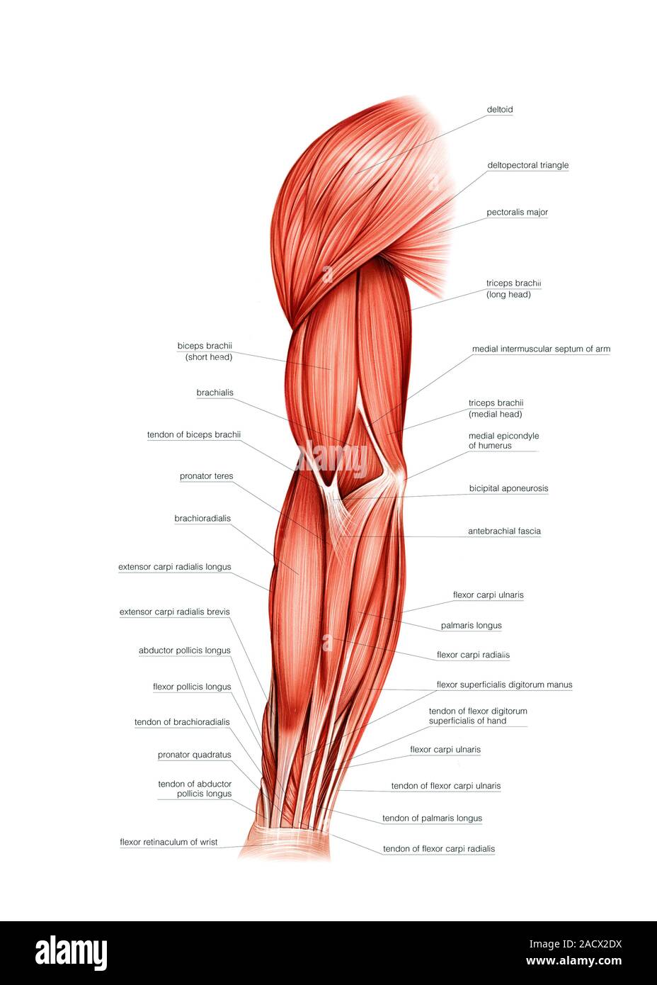Illustration of the muscles of the right upper arm. This is a lateral  general superficial view. Illustration from 'Asklepios Atlas of the Human  Anatom Stock Photo - Alamy, image size:928x1390
