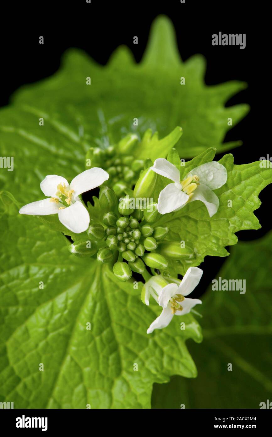 Garlic mustard (Alliaria petiolata) flowers. The crushed plant has a