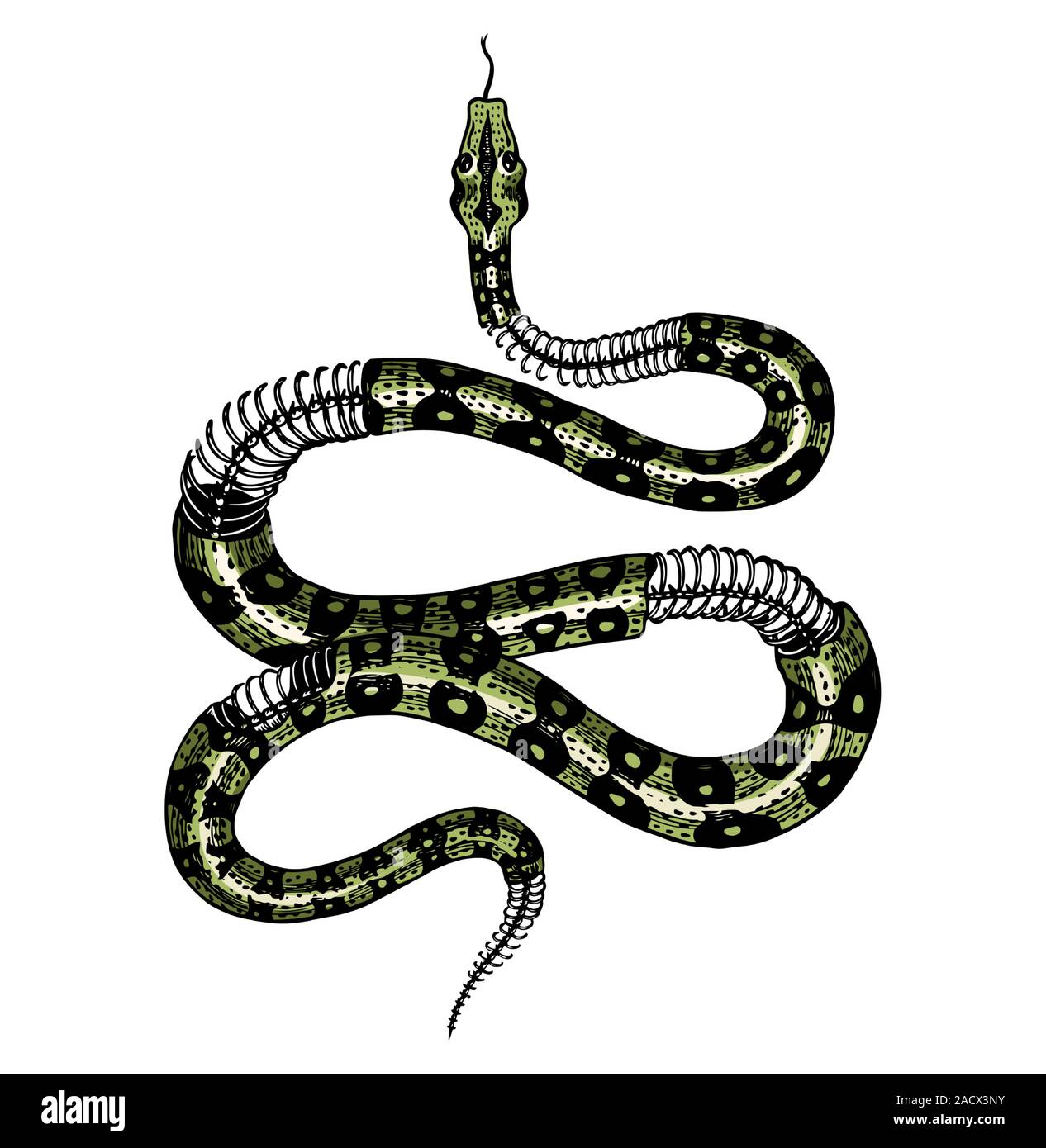 Viper Snake Serpent Vector  Photo Free Trial  Bigstock