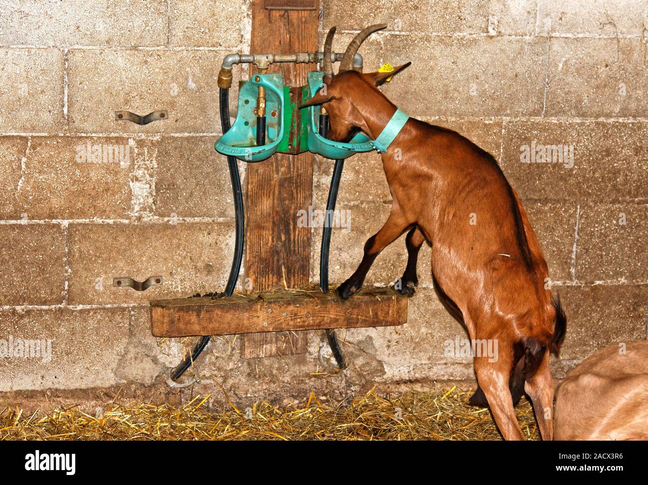 goat, drinking water, raised basin, barn, straw, short horns, collar, ear ID tag, farm animal, Macon; France; horizontal Stock Photo
