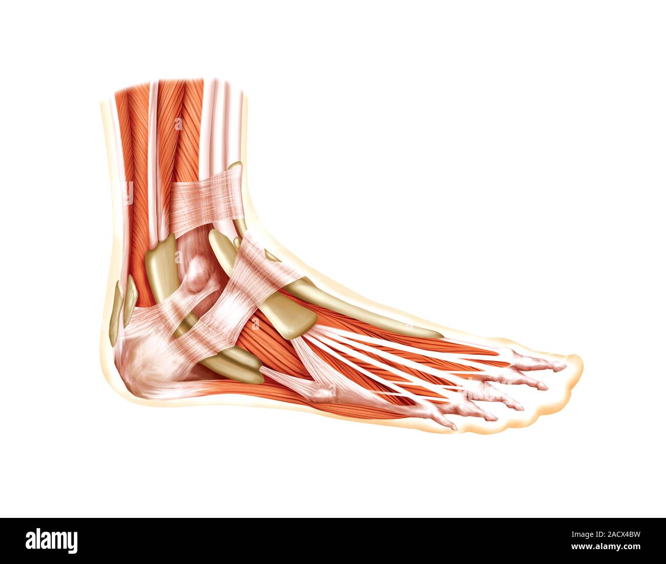 Foot muscle. Сухожилия стопы анатомия. Стопа анатомия мышцы связки фасции. Мышцы стопы и голеностопного сустава анатомия. Разгибатели стопы анатомия.