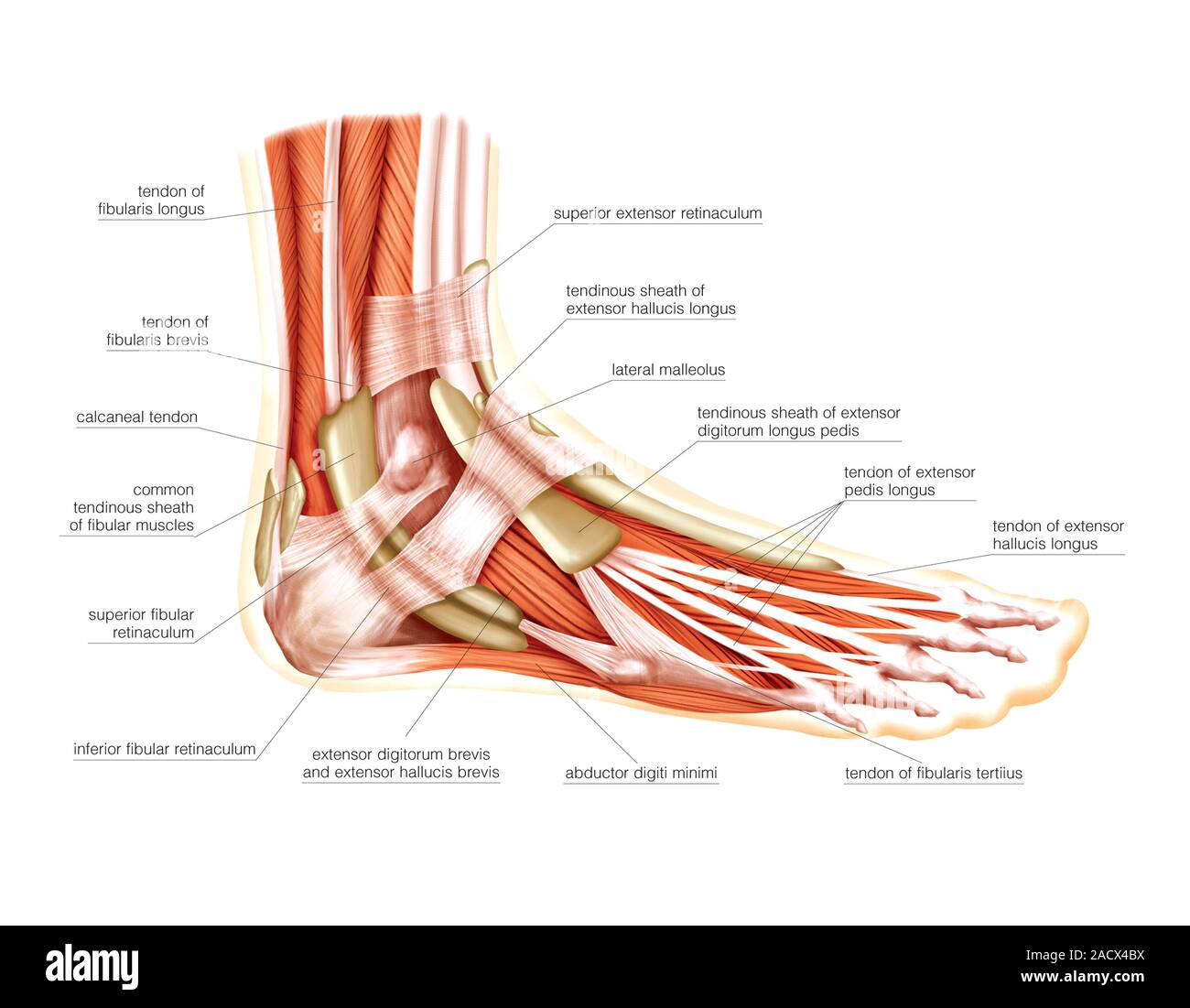 Lateral Foot Muscles Anatomy Bony Pelvis And Lower Limb Foot Lateral Foot Muscles Anatomy Bony Pelvis And Lower Limb Foot