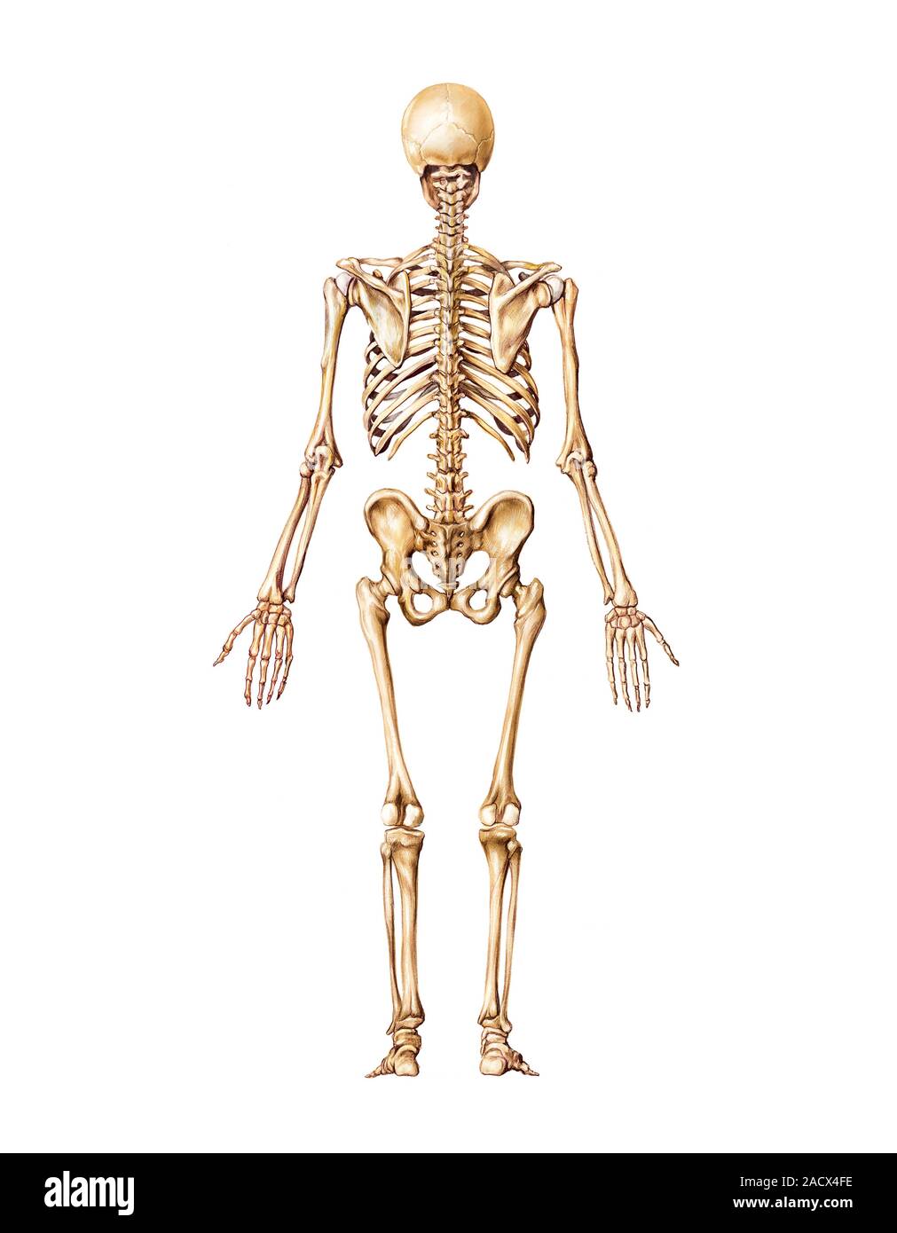 Скелет на прозрачном фоне. Скелет человека стоя. Скелет человека анатомия майерс. Скелет на белом фоне. Строение скелета кости.