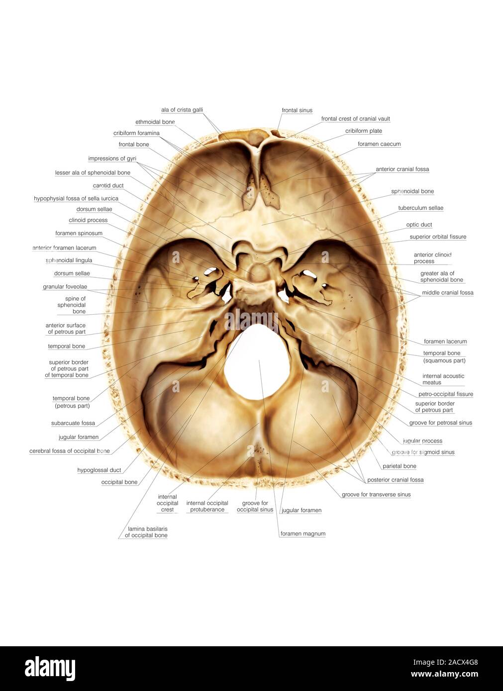 Illustration of the base of the cranium. This (labelled) superior view