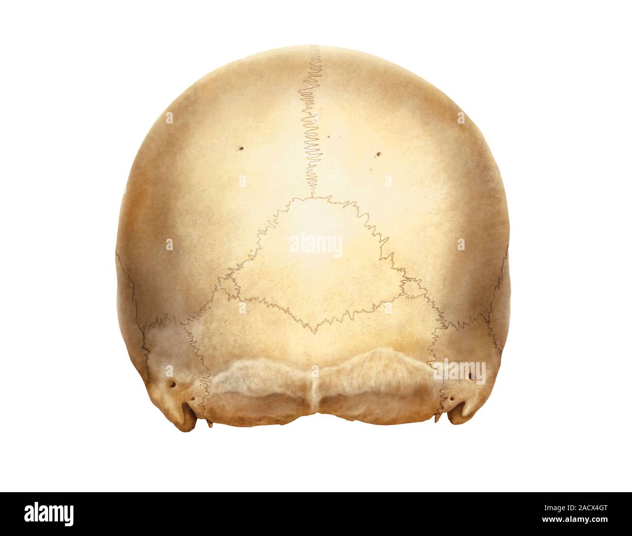 Illustration of the cranium. This is a posterior view. Illustration ... Biology Diagrams