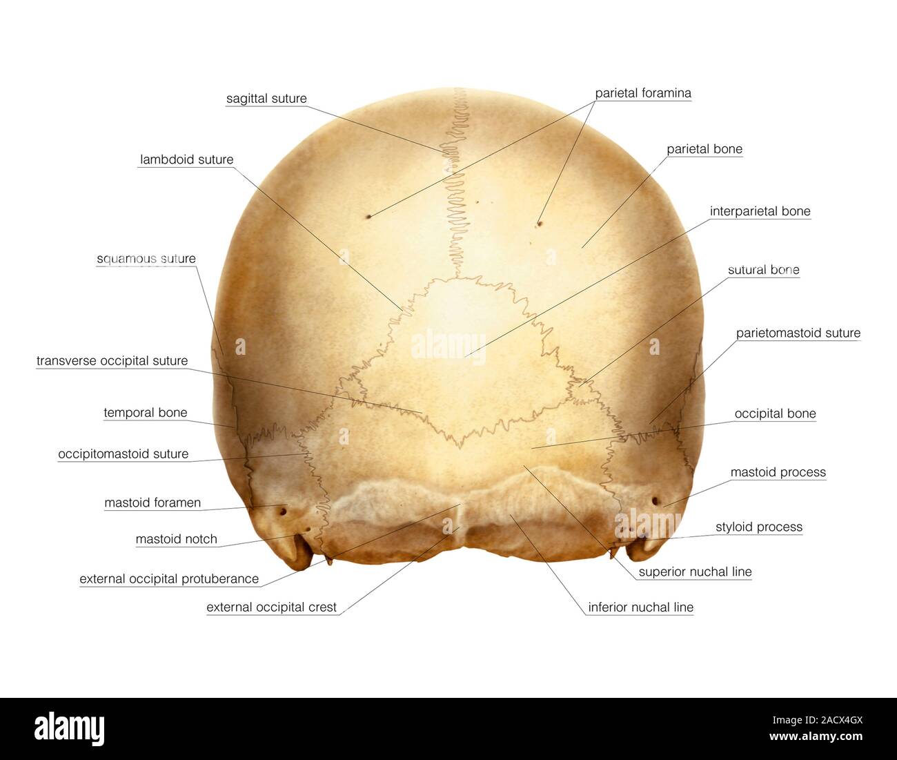 Illustration of the cranium. This is a posterior view (labelled ... Biology Diagrams