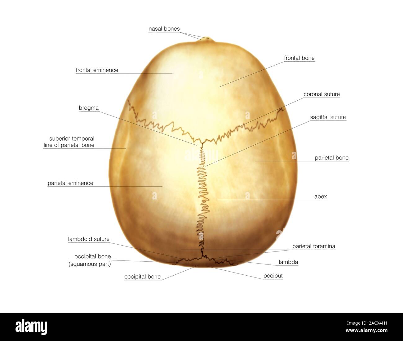Illustration of the cranium. This is a superior view (labelled ... Biology Diagrams