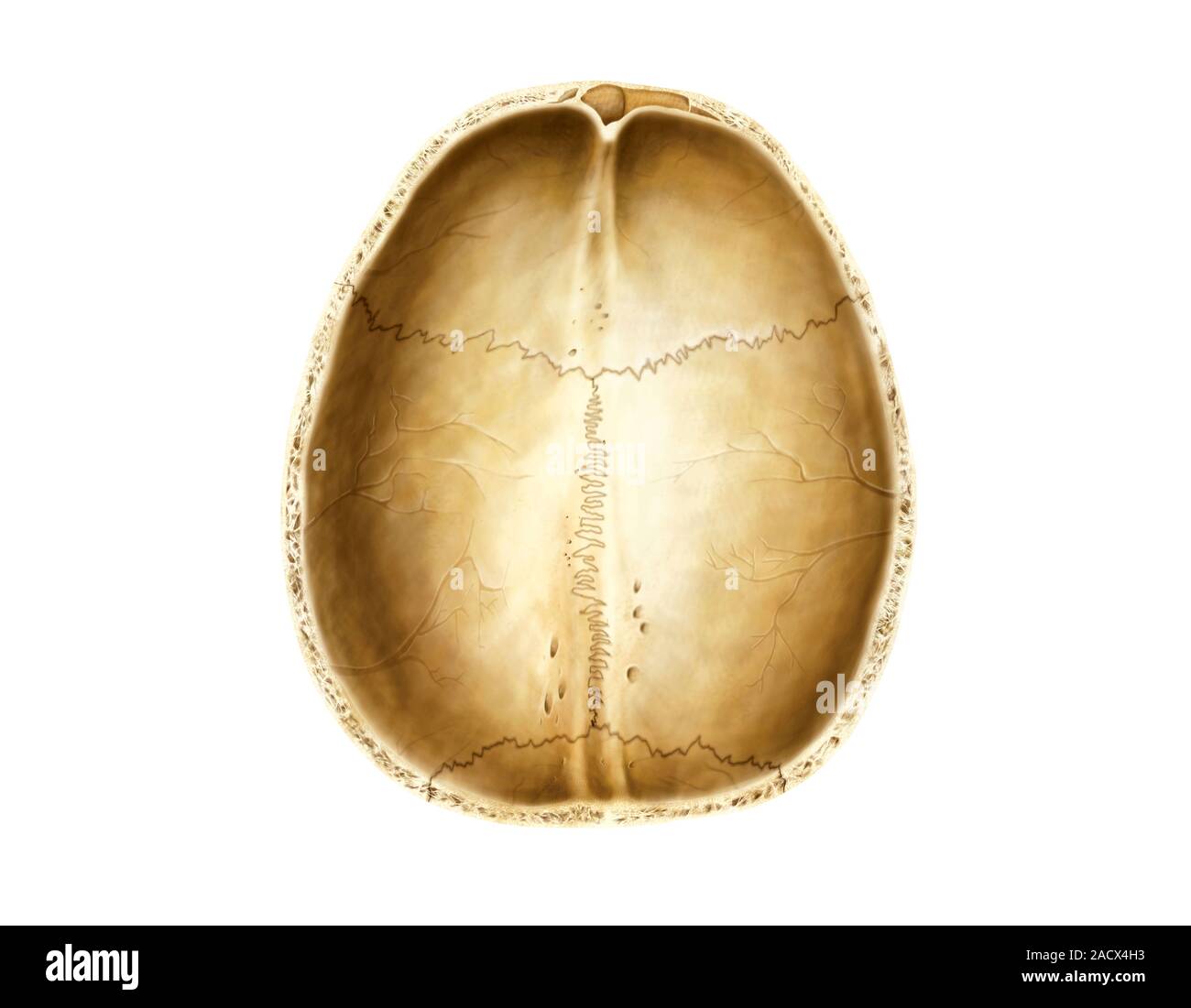 Illustration of the cranium This is an inferior view Illustration Biology Diagrams