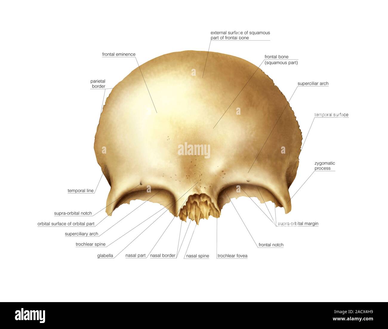 Лобная кость синельников. Лобная кость анатомия синельников. Лобных латынь. Лобная кость человека. Лобная кость черепа анатомия.