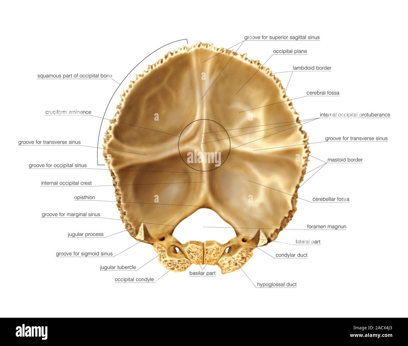 Illustration Of The Occipital Bone Of The Cranium This Is An Internal View Labelled 1953