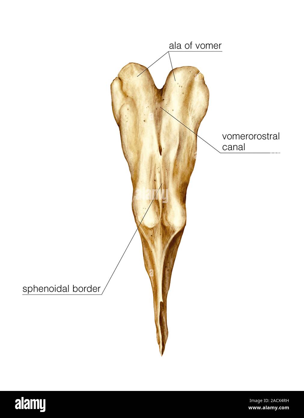 Illustration of the Vomer, lacrimal and nasal bones. This is a dorsal view (labelled). Illustration from 'Asklepios Atlas of the Human Anatomy'. Stock Photo