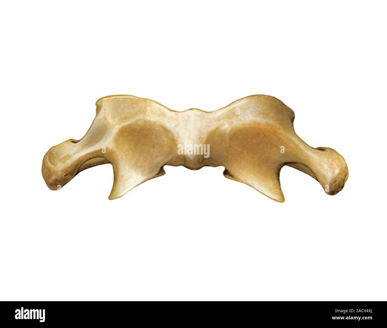Illustration of the Atlas vertebra. This is an anterior view
