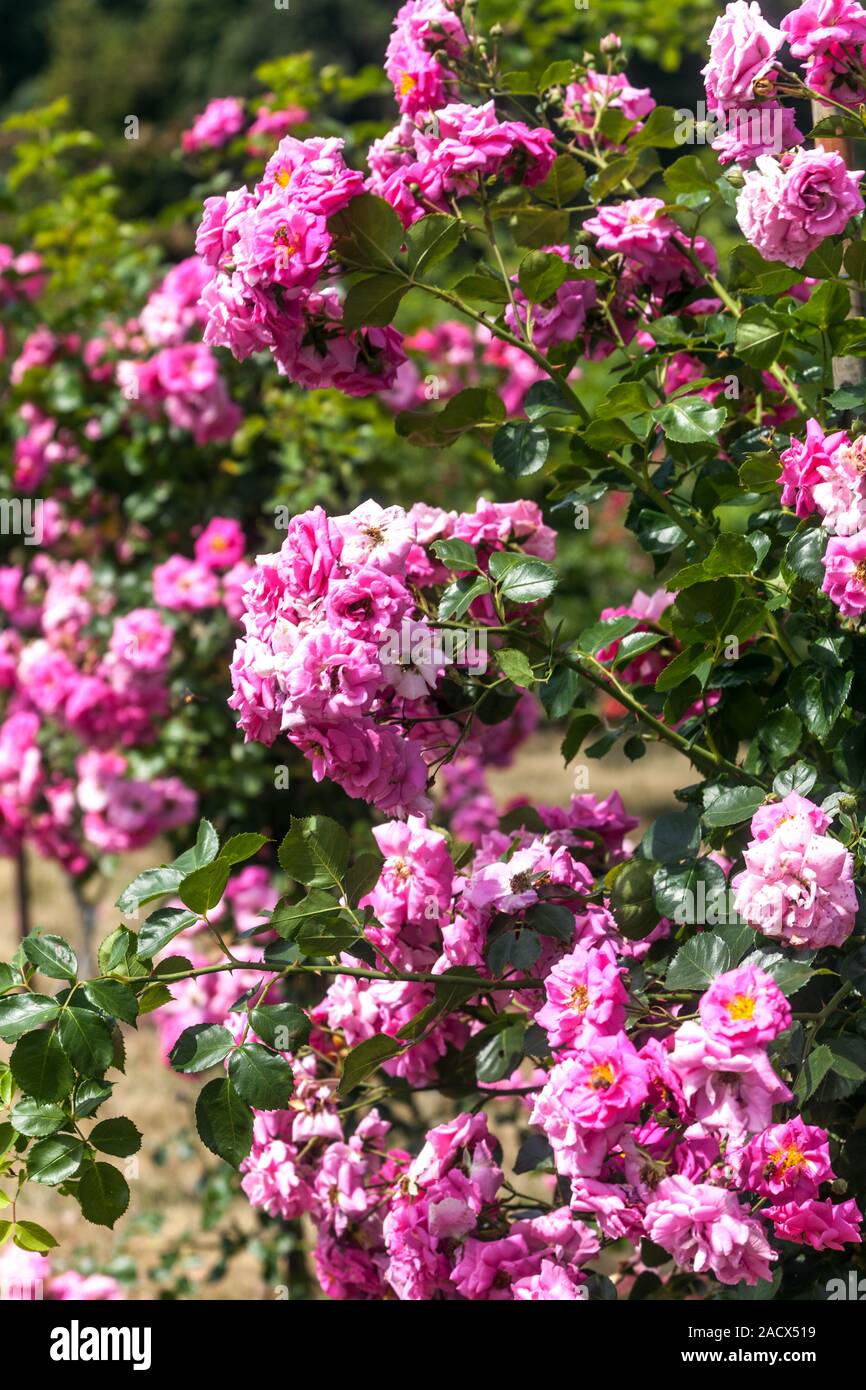Pink climber flower hi-res stock photography and images - Alamy