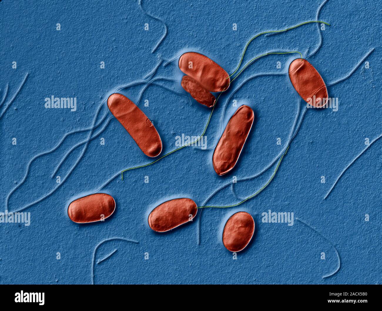 Legionella bacteria. Coloured scanning electron micrograph (SEM) of Legionella pneumophila