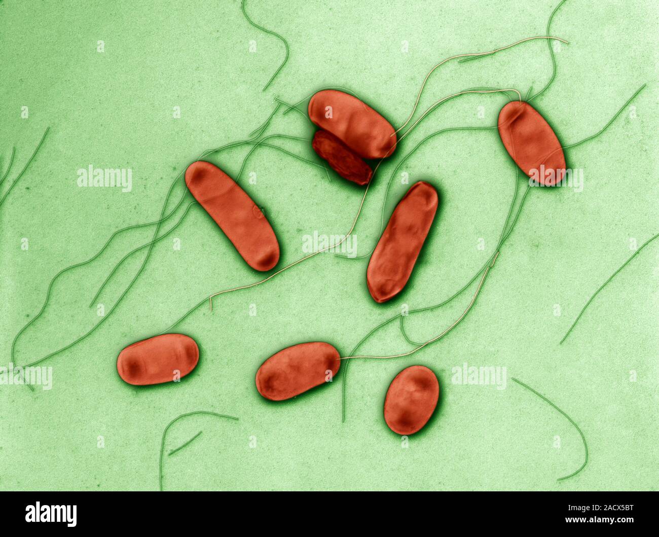 Legionella bacteria. Coloured scanning electron micrograph (SEM) of