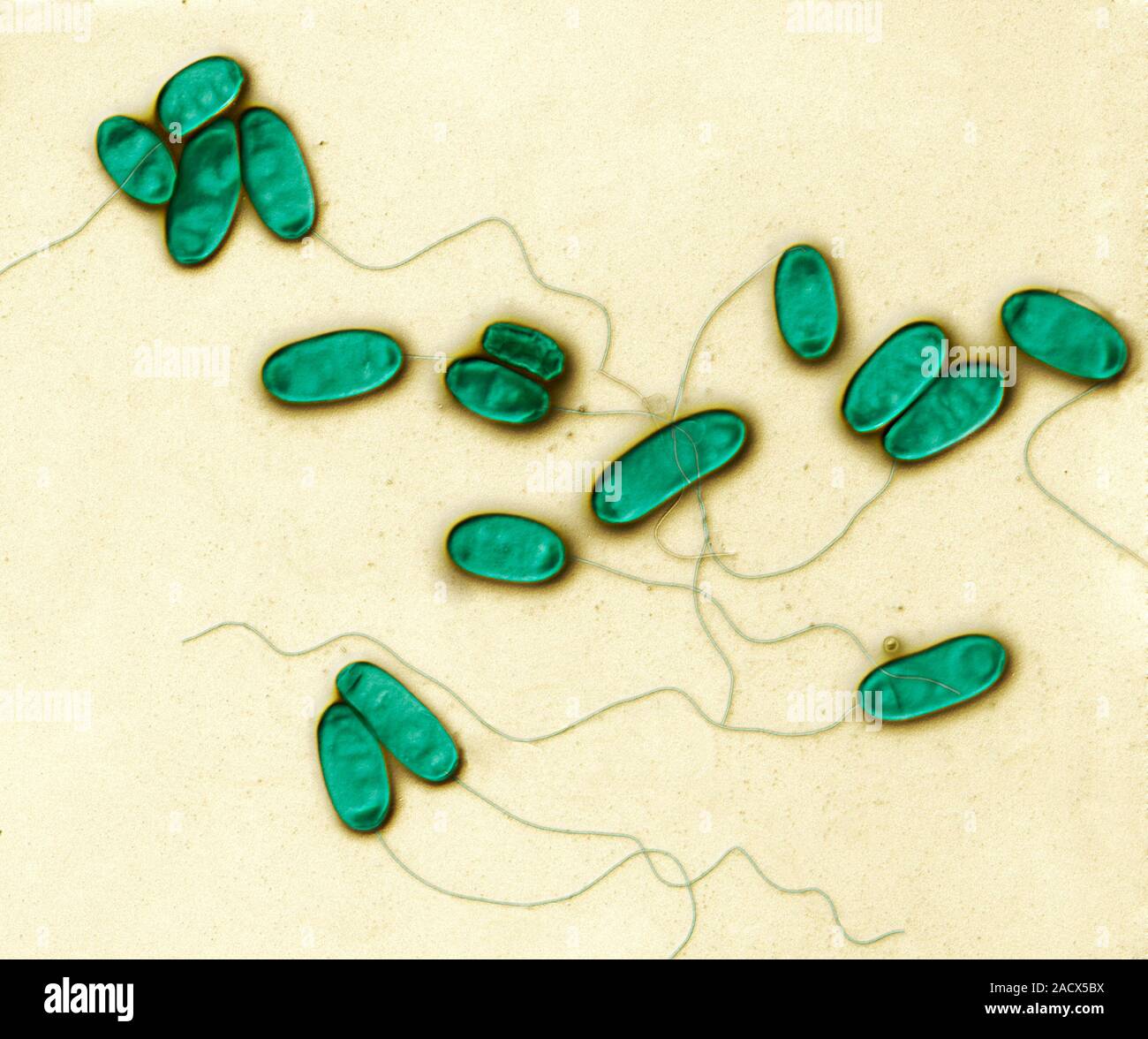Legionella bacteria. Coloured scanning electron micrograph (SEM) of