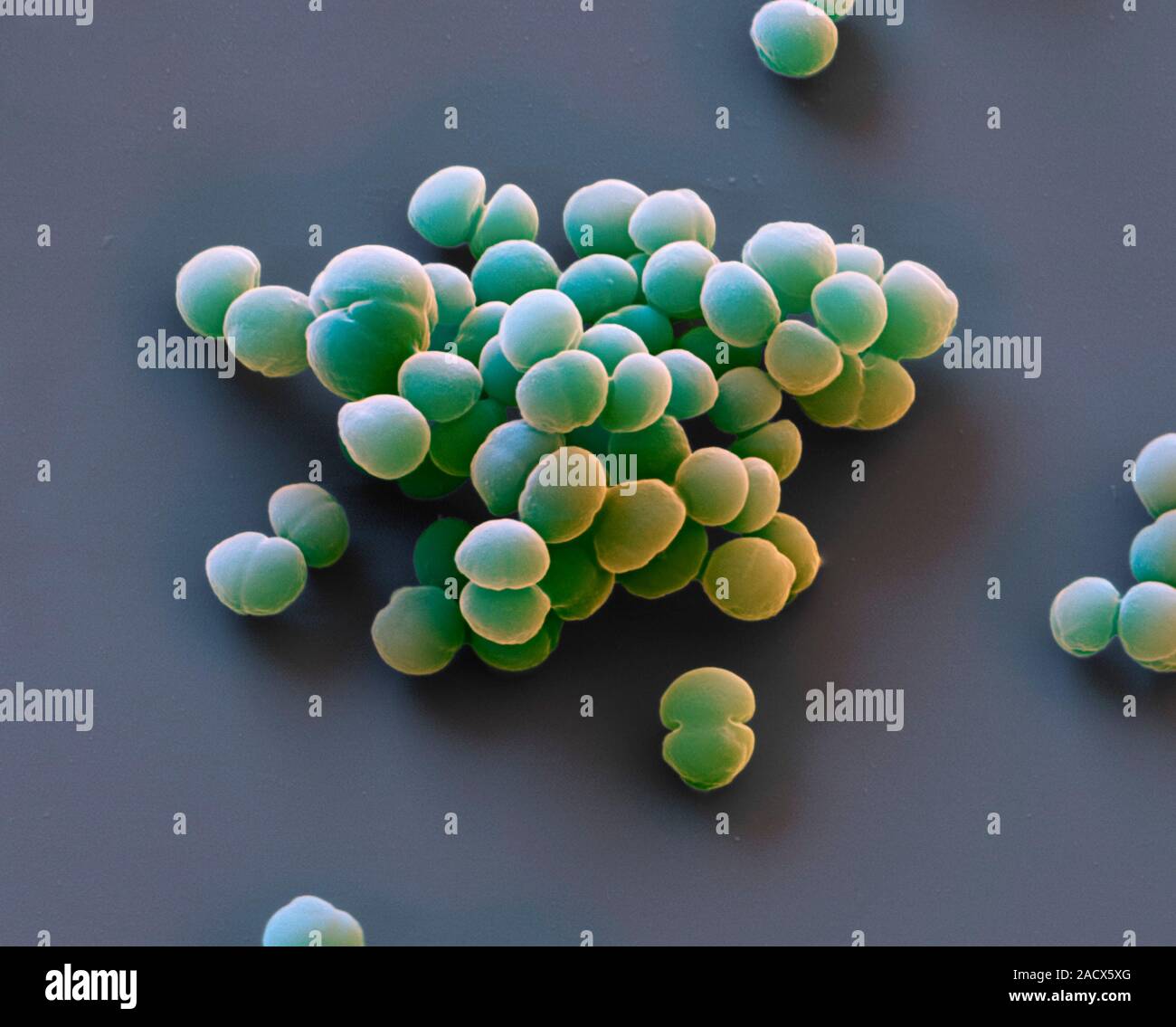 Staphylococcus epidermidis bacteria, coloured scanning electron ...