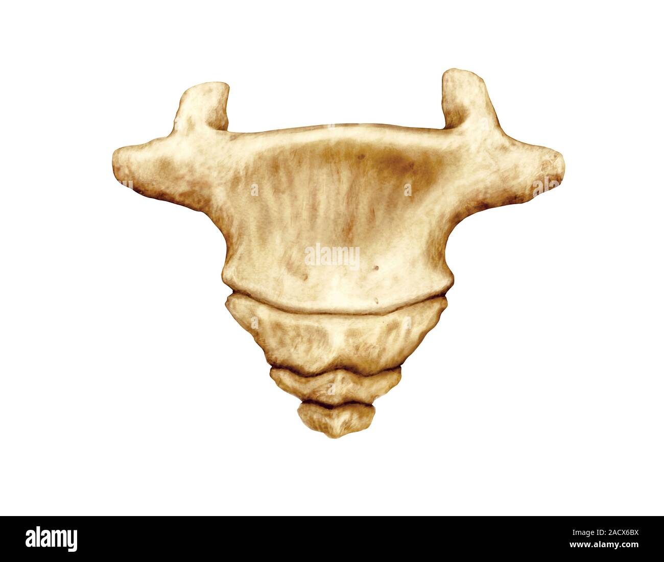 Illustration of the coccyx of sacrum. This anterior view illustration ... Biology Diagrams