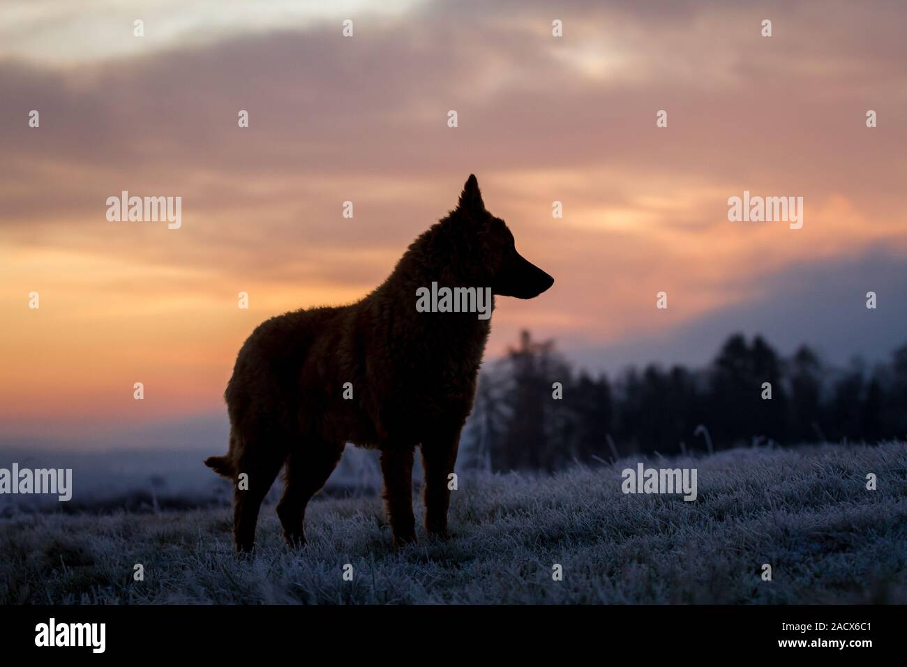 Westerwälder Kuhhund, Old German Sheepdog, at dawn in the winter Stock Photo