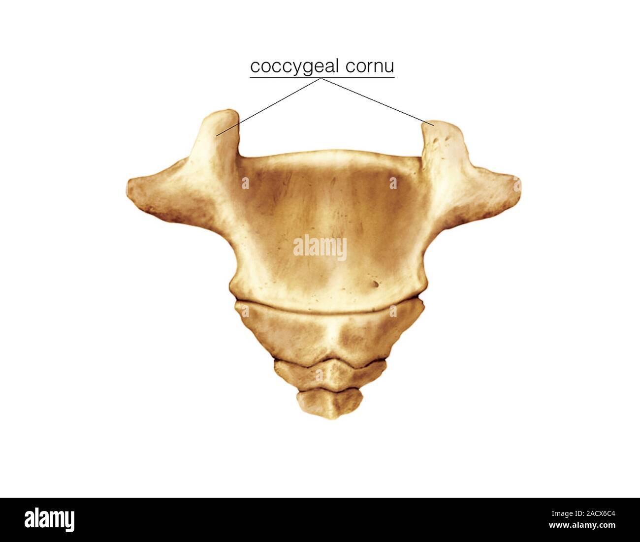 Illustration of the coccyx of sacrum. This posterior view labelled ... Biology Diagrams