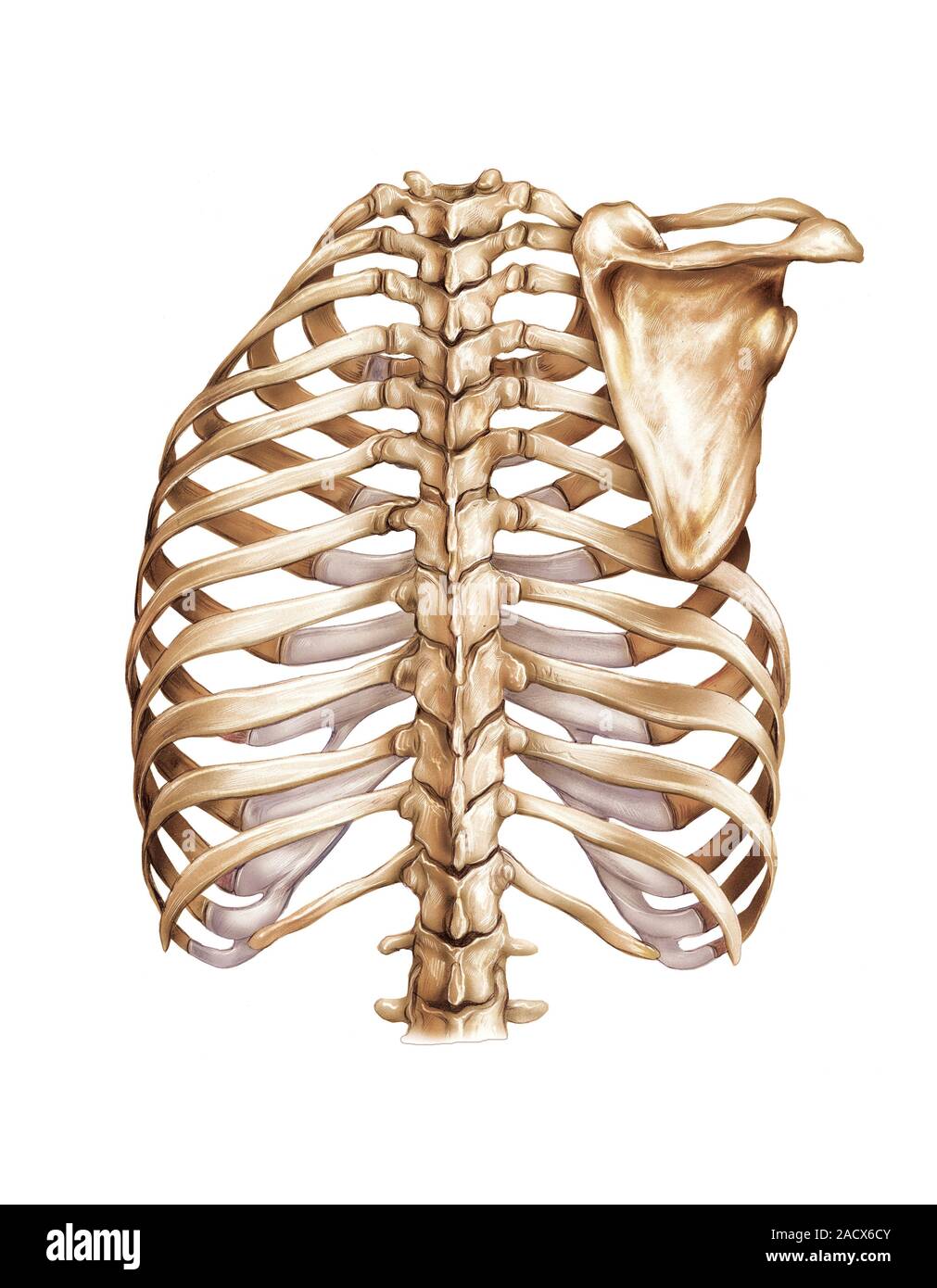 Illustration of the trunk with the thoracic cavity. This posterior view