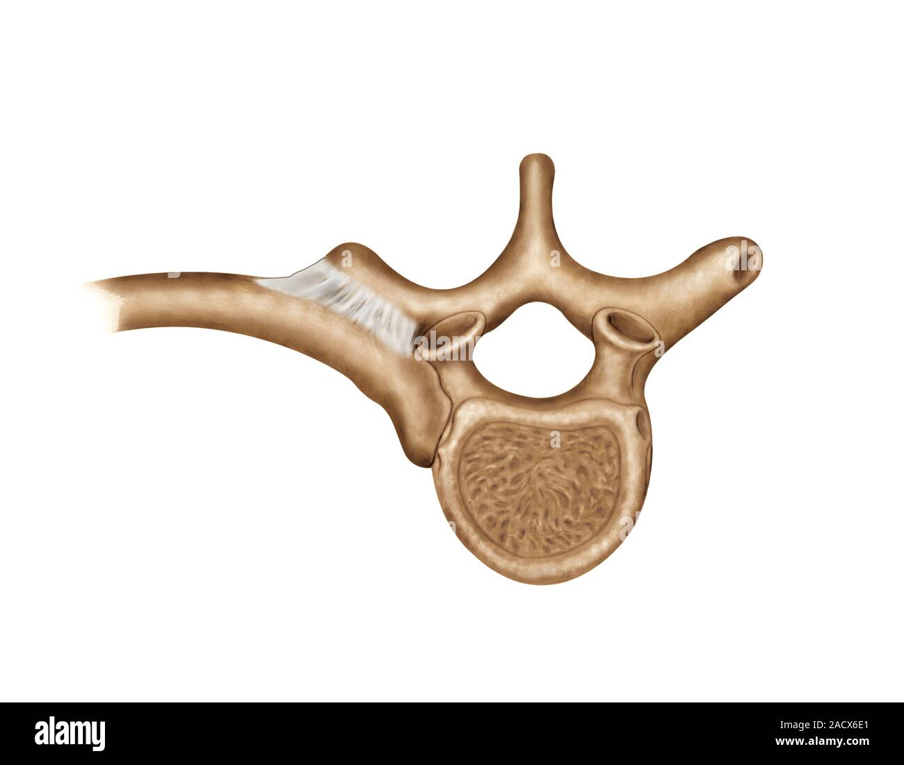 Illustration of the costovertebral joint. This superior view