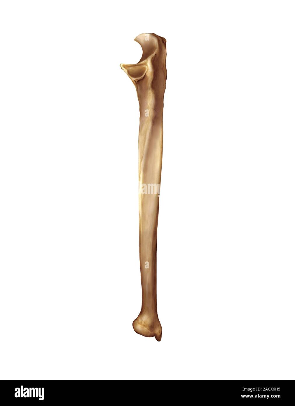 Ulna Bone Photograph By Asklepios Medical Atlas 3683