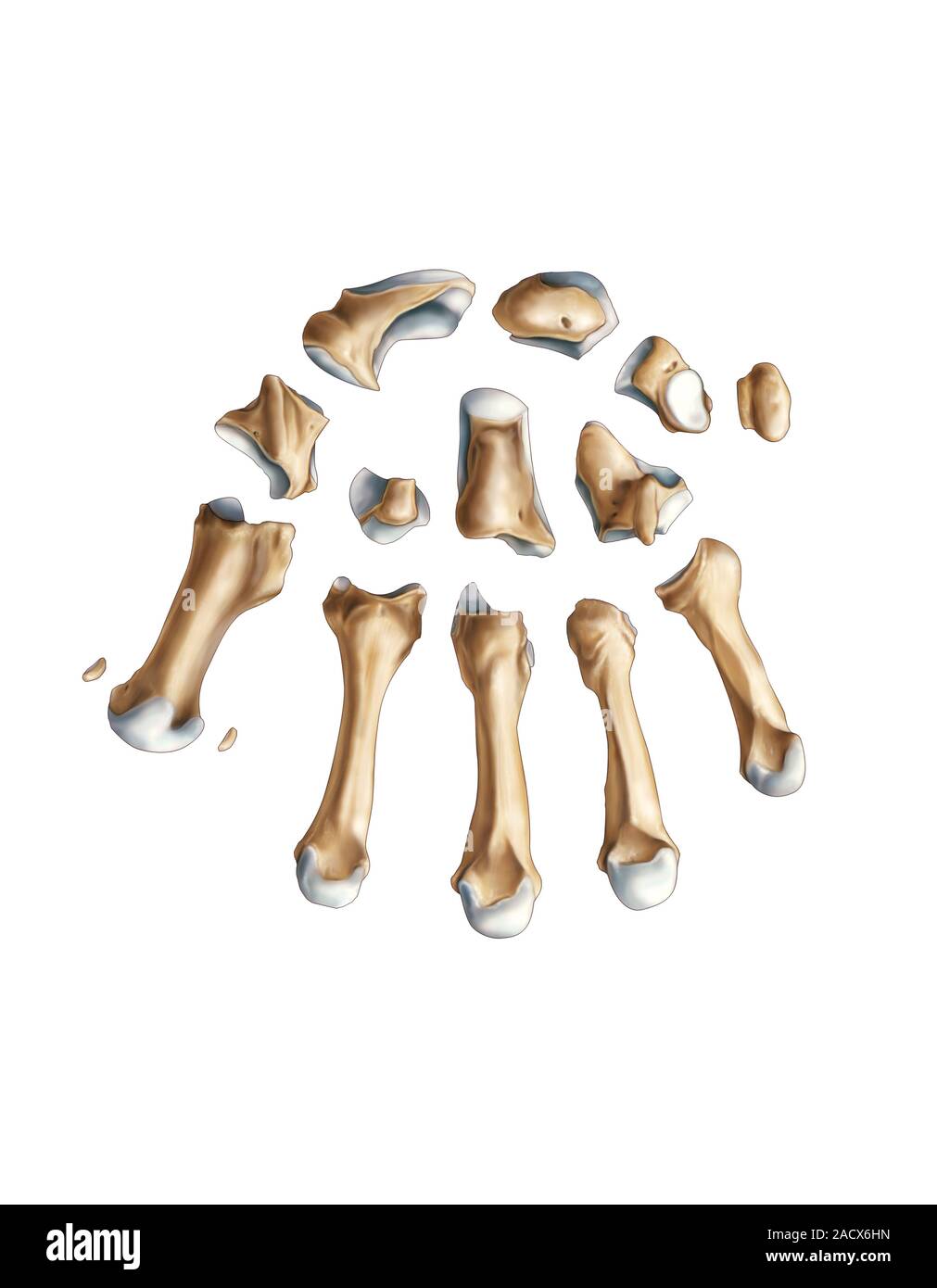 Illustration of the bones of wrist and metacarpus. This dorsal view ...