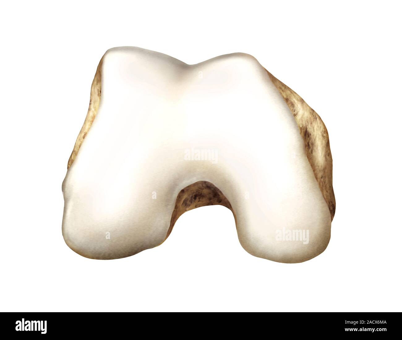 Distaler Illustration of distal extremity area of the femur. This distal view ...