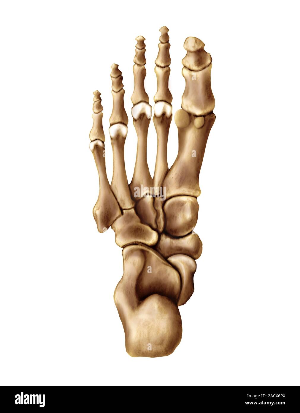 Illustration of the bones of the foot. This plantar view illustration ...