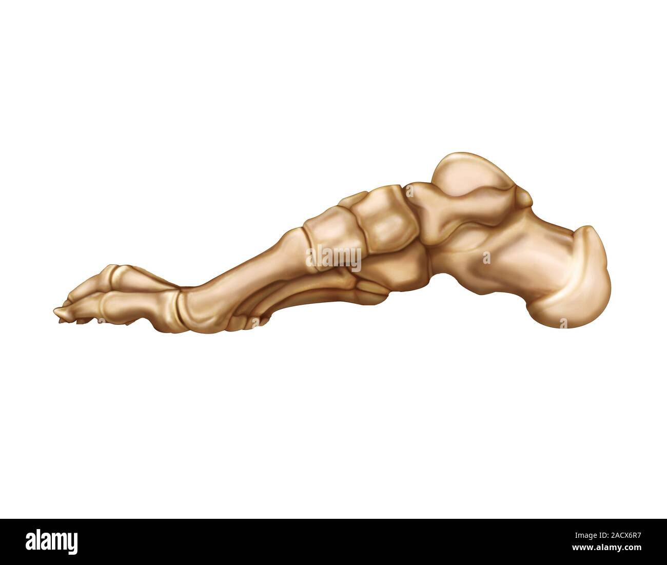 Illustration of the bones of the foot. This lateral view illustration ...