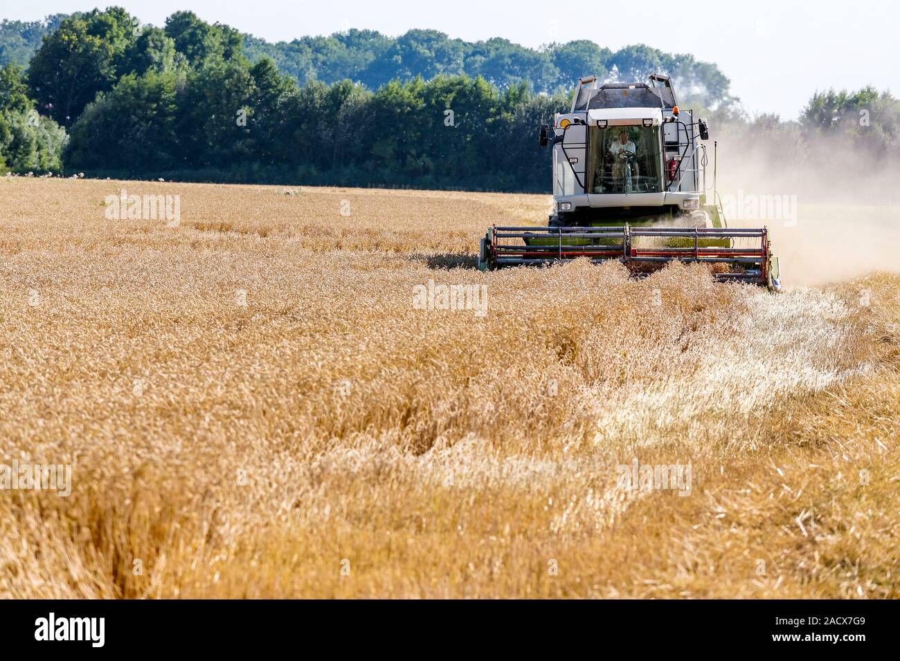 Grain field with wheat during harvesting Stock Photo