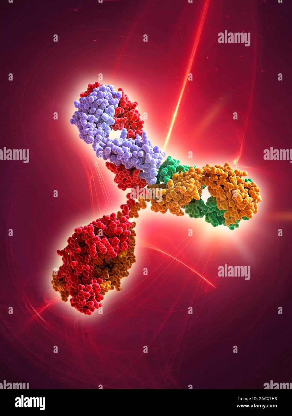 Immunoglobulin G antibody molecule. Computer artwork of a model of the