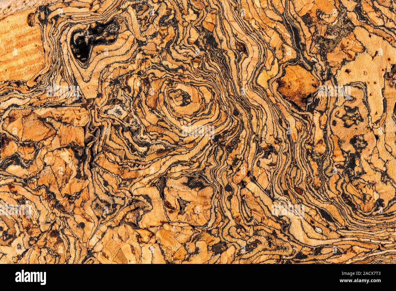 Burl Insect A cross section through a Cork Oak ( Quercus suber ) bark burl or burr ...