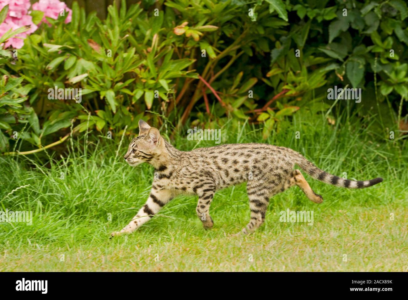 Savannah cat (Felis catus X Leptailurus serval). Hybrid domestic cat and serval. Stock Photo
