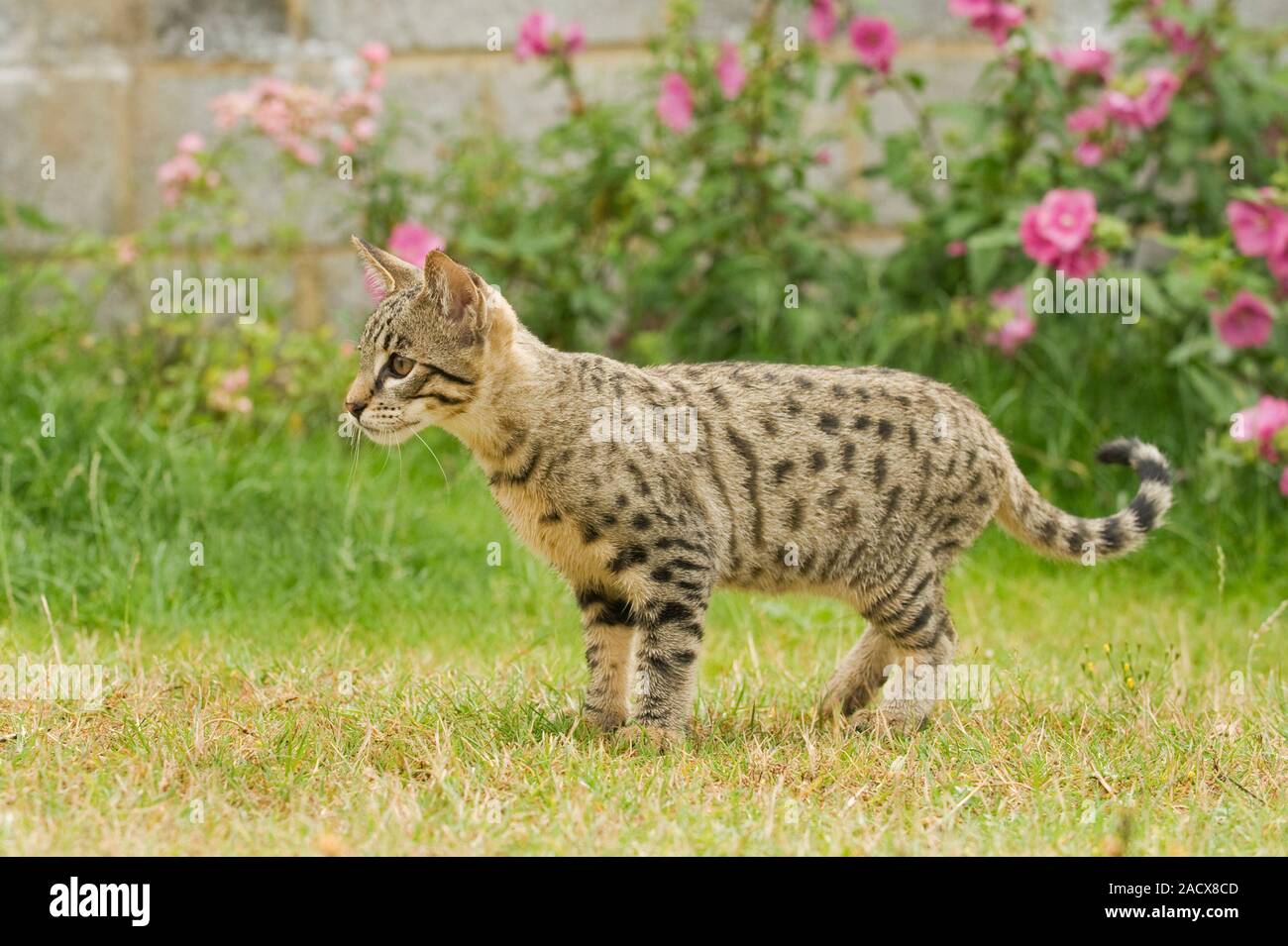 Savannah cat (Felis catus X Leptailurus serval). Hybrid domestic cat and serval. Stock Photo