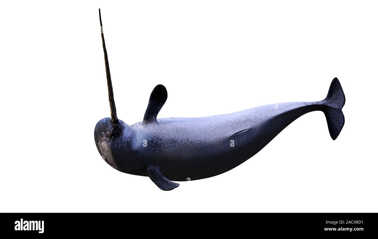 Narwhal horn Cut Out Stock Images & Pictures - Alamy