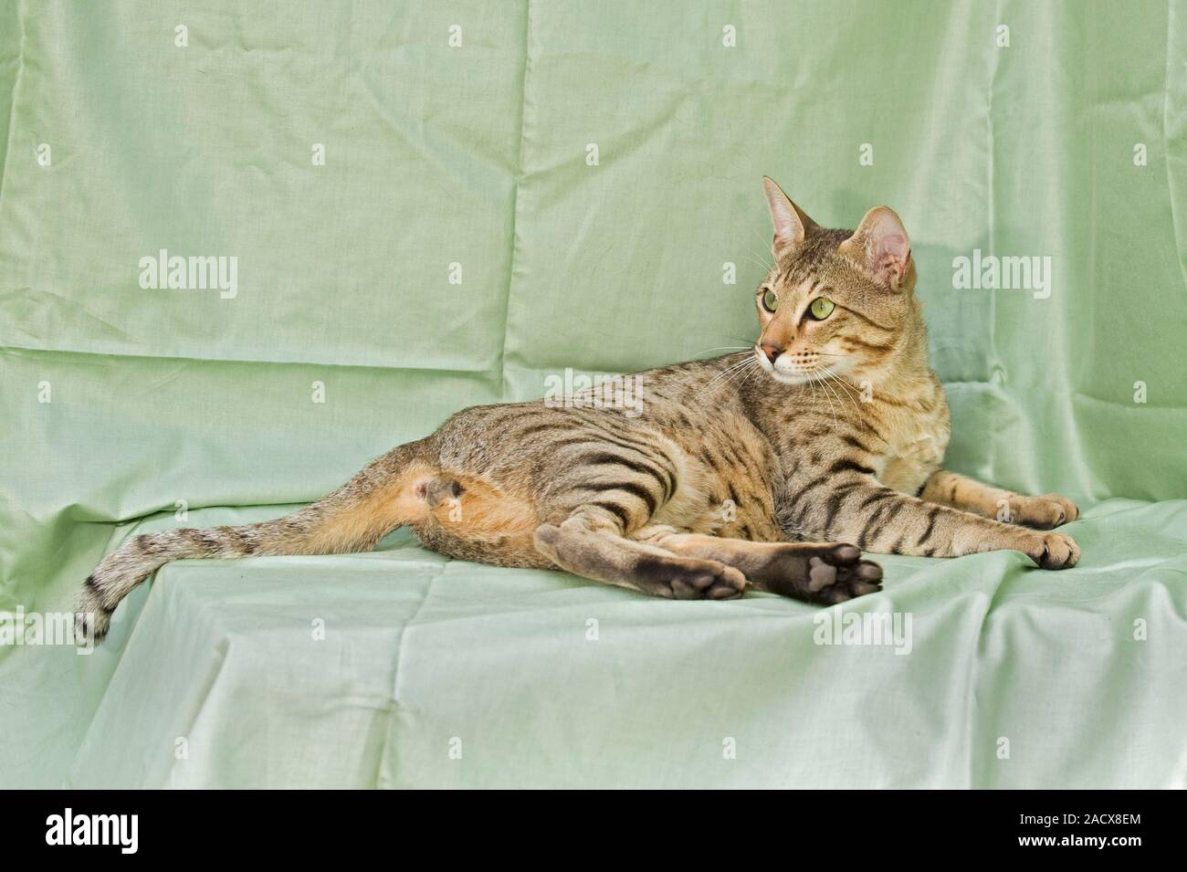savannah highland lynx