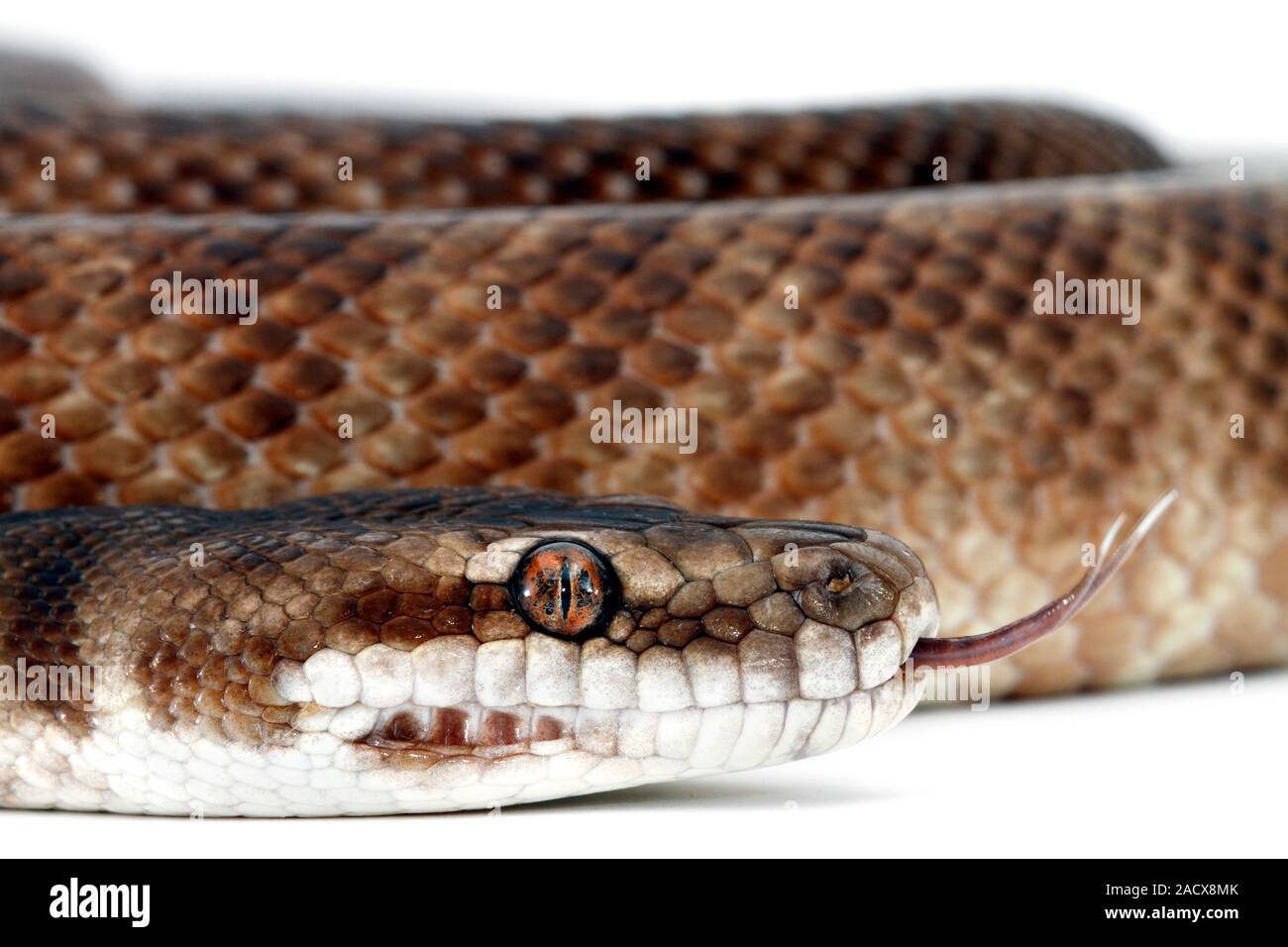 Children's python (Antaresia childreni). Named after the naturalist J.G ...