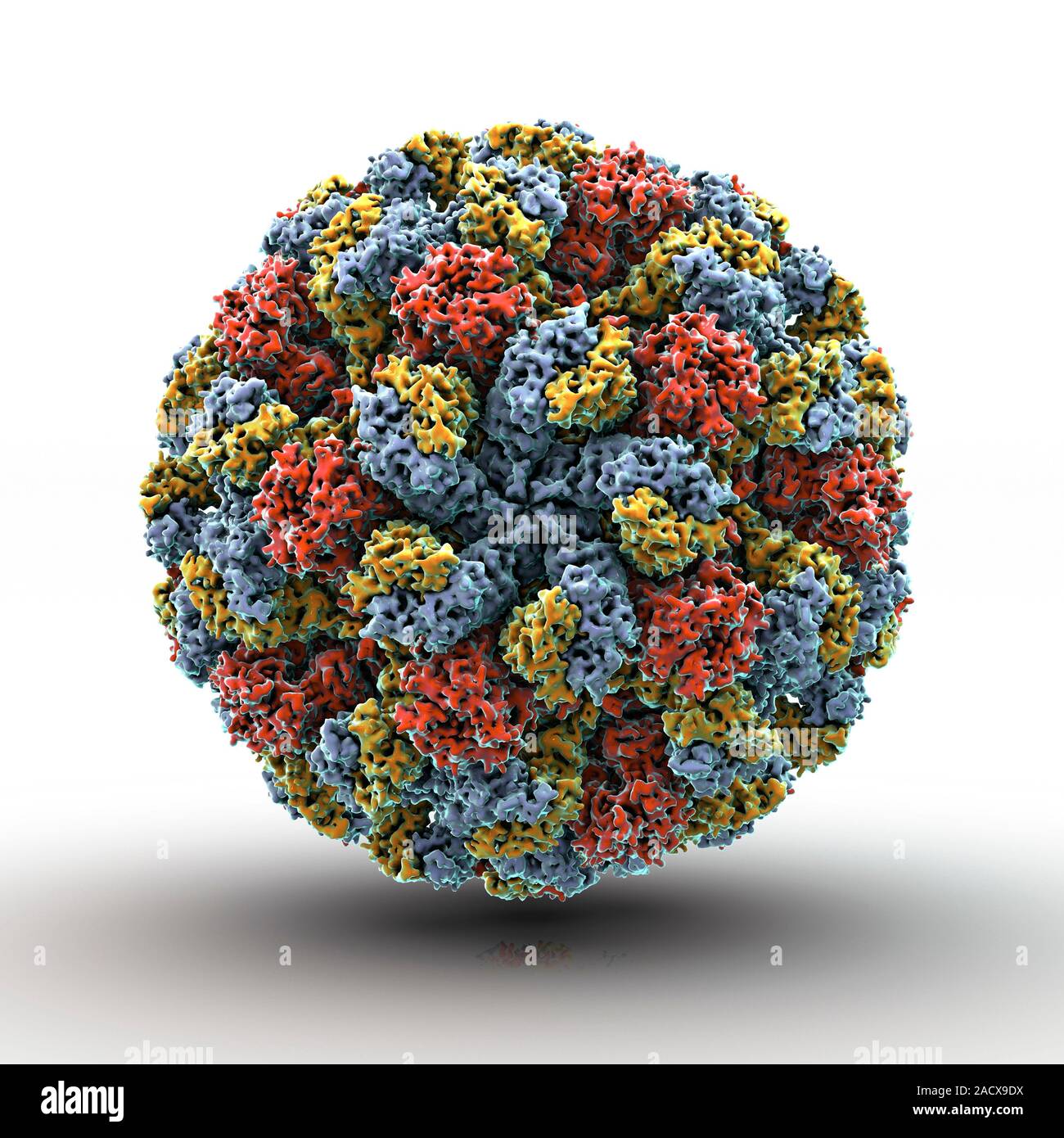 Calicivirus particle, computer artwork. Calicivirus causes disease in