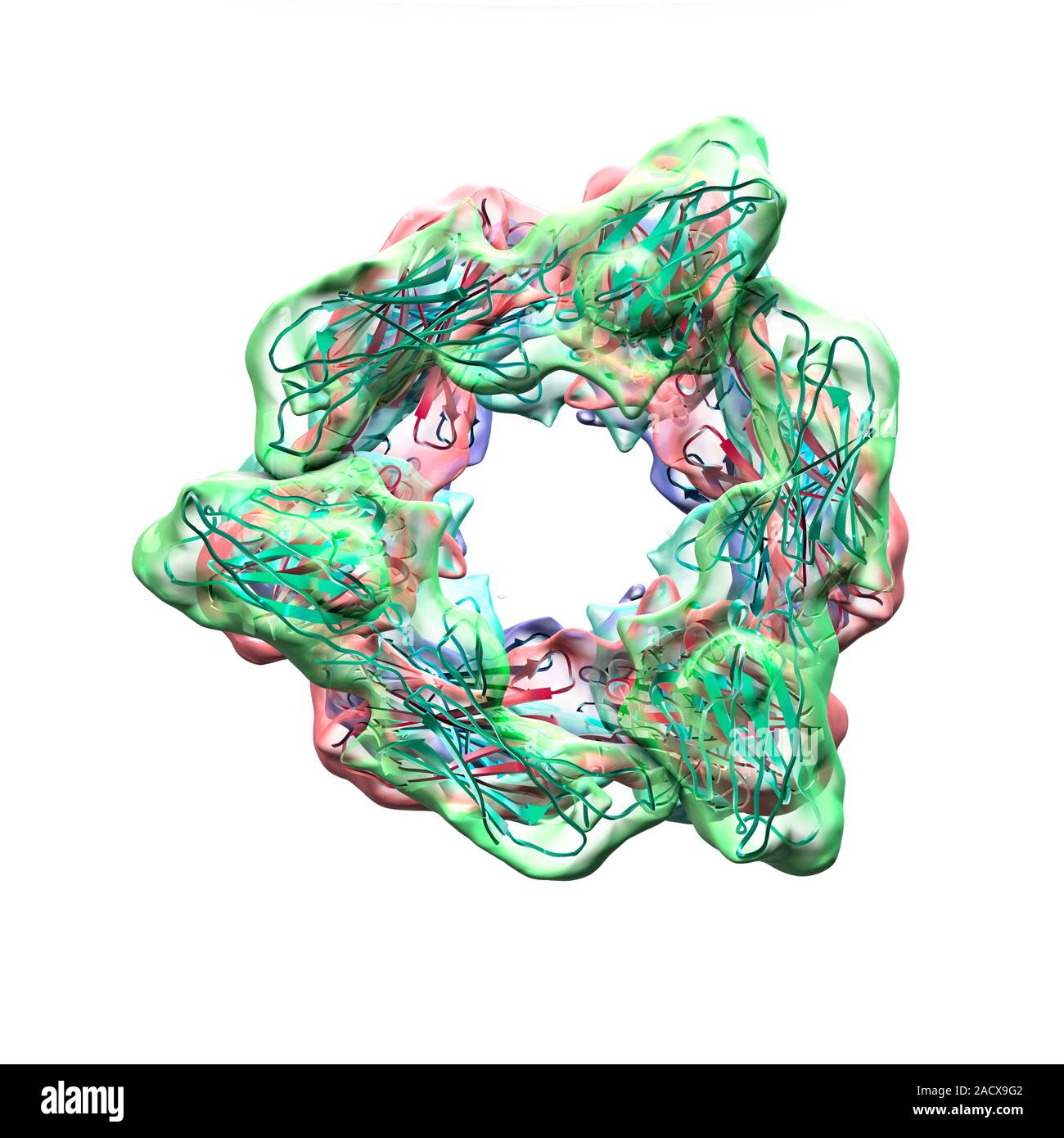 Epstein Barr virus (EBV) capsid proteins, computer artwork. EBV ...