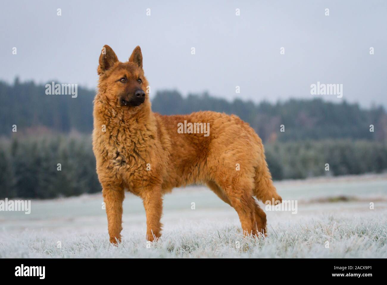 Westerwälder Kuhhund, Old German Sheepdog, standing on a snowy meadow Stock Photo