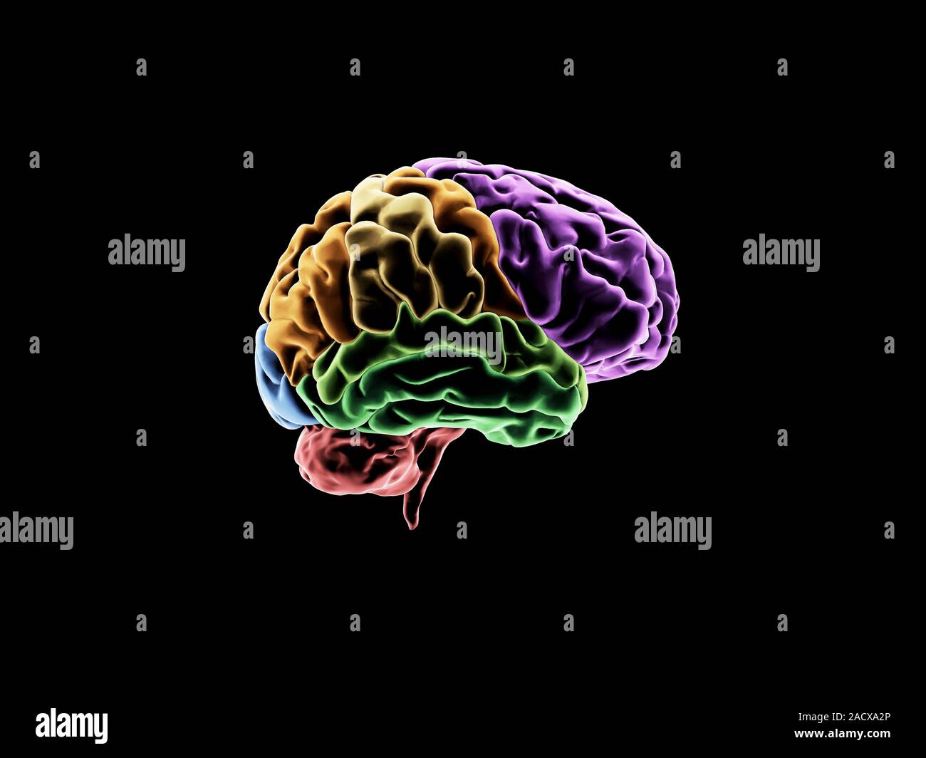 Computer Artwork Of A Brain The Brain Is Divided Into Several Lobes According To Their Function