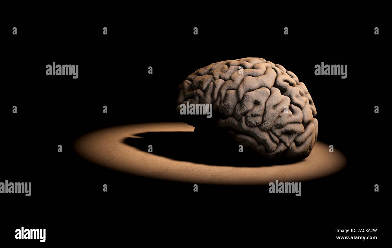 Human brain, computer artwork. The front of the brain is on the left ...