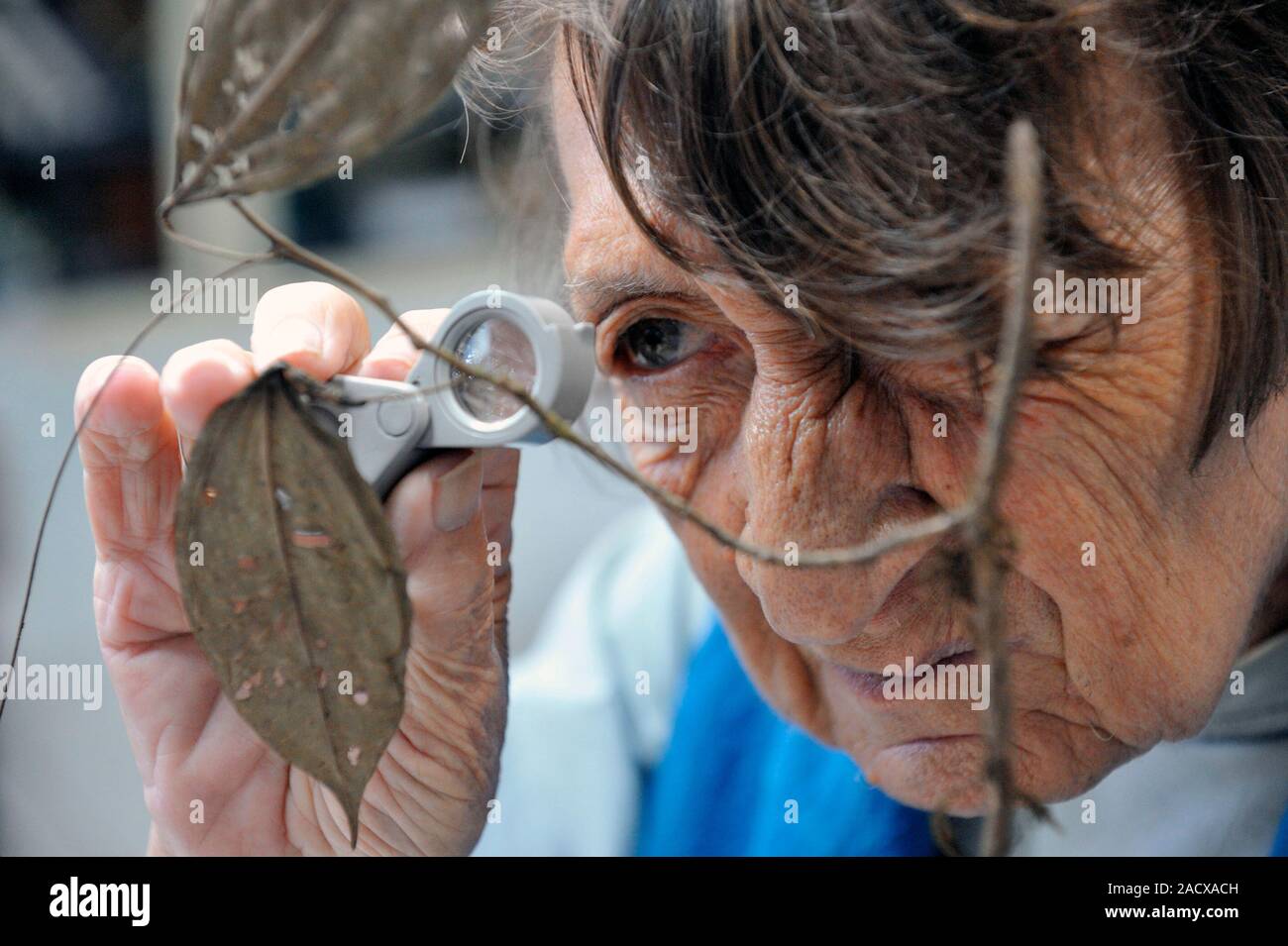 Researcher examining a plant sample at the Aublet2 base, Cayenne